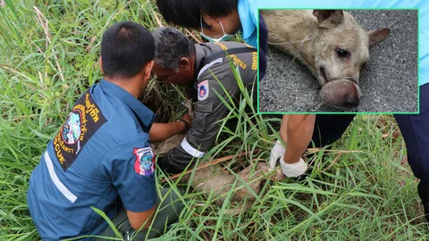 สุดเวทนา! ‘น้องหมา’ถูกสายน้ำเกลือรัดปากวิ่งขอข้าว คาดคนใจบาปจะจับไปกิน