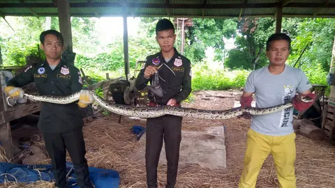 ผงะ! งูเหลือมตัวเบิ้มขดในกองฟาง หัวขโมยตัวจริงเขมือบไก่เกือบหมดเล้า