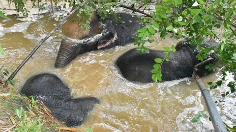 3 ช้างป่า บุกสวนผลไม้เมืองจันท์ เล่นน้ำไม่เกรงใจเจ้าของ 