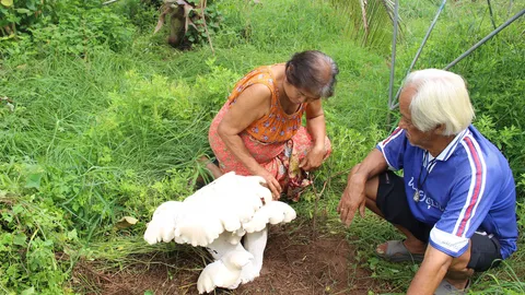 อู้หูใหญ่จัง! เห็ดดอกยักษ์โผล่ดงกะเพราบ้านเฒ่าพิษณุโลก วัดได้ 22 นิ้ว