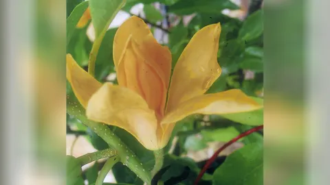 “จำปาสีทอง” กับที่มาพันธุ์สวยหอม