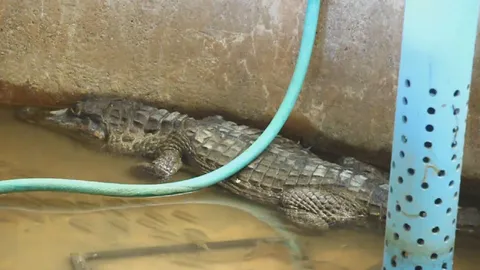 พบจระเข้ผอมโซเพ่นพ่านแถวบึงบอระเพ็ด จนท.จับมาฟื้นฟูก่อนปล่อย