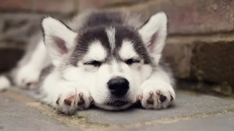 น้องหมาตรวจจับ โรคไข้จับสั่นแม่น