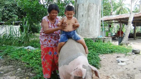  'เจ้ากล้วยหอม' หมูแสนรู้เมืองชล รักสะอาด ต้องอาบน้ำก่อนเข้านอน