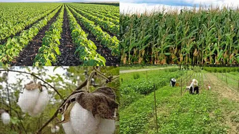 GMO : NGO...อนาคตกะมโน