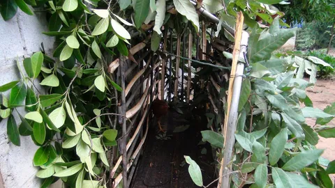 ซุ่มดักเสือทั้งคืนไม่ติดกับ คาดตื่นกลิ่นคน พบรอยเท้าหมาใน โผล่แจม