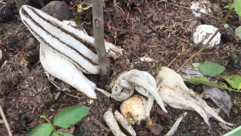 พบเห็ดประหลาด คล้ายหนวดปลาหมึก เชื่อเป็นชนิดหายากอันดับ 2 ของโลก