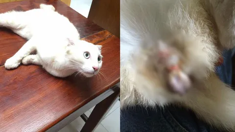 วอนช่วย! แมวจรจัด ถูกมนุษย์ใช้หนังยางรัดอวัยวะเพศบวมฉึ่ง ยังฉี่ไม่ออก!