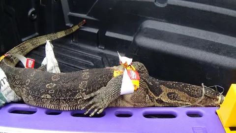 ต้องอั้นทำธุระ สาวเรียกมาจับ 'ไอ้ด้วน' ตัวเห้ไซส์เบิ้ม นอนขู่ในห้องน้ำ