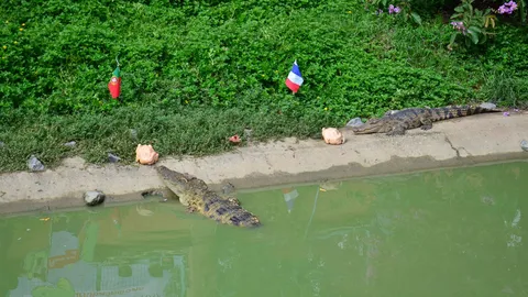 ปณ.พิจิตรให้จระเข้กินไก่ ทายผล 'โปรตุเกส' จะซิวแชมป์บอลยูโร 2016