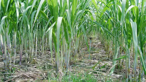 เปิดเวทีแจง ปชช.สร้างโรงงานน้ำตาล