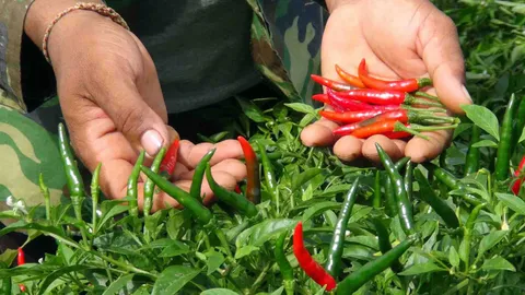 พริกเขียวราคาตกฮวบ! เกษตรกรสงขลาครวญ รอสุกเป็นสีแดง ขายกำไรดีกว่า