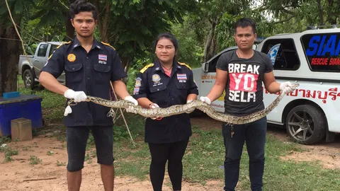 งูเหลือมยาว 3 เมตร เลื้อยติดตาข่ายกั้นเป็ด ดิ้นหนีจนตัวเหวอะ!