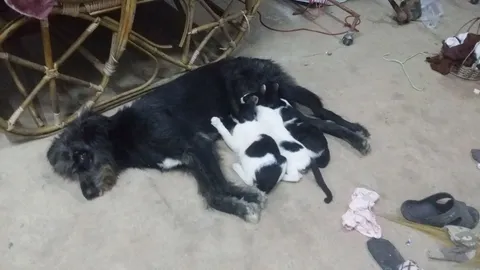 รักต่างสายพันธุ์!! แม่แมวไม่อยู่ เหมียวน้อยหิว เจ้าตูบแสนใจดีให้ดูดนม