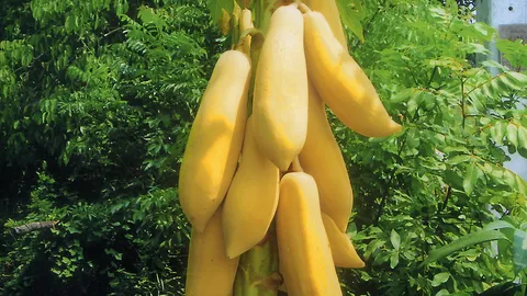 "มะละกอสีทองไทย" กับที่มาพันธุ์ดิบสุกอร่อย