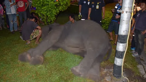 สลด ไฟช็อตช้างล้มตึงตายคาที่! พลายวัย 7 ปี เจ้าของพาเร่ขายอ้อย 