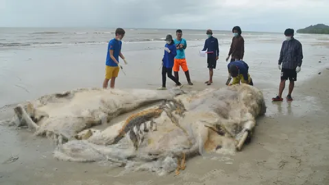 ซากปลาวาฬ หนัก 4 ตัน ตายเกยตื้นหาด จ.ตราด เก็บเนื้อเยื่อส่งพิสูจน์