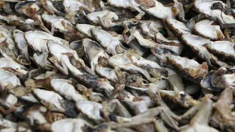 ตายอย่างเขียด! ถูกจับขายทำผัดเผ็ด-ตากแดดเดียวกระดูกกรอบทั้งตัว