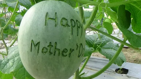 ชาวสวนเจ๋ง! เขียนลวดลายบนผลเมล่อน สร้างรายได้เพิ่ม 50-100 บาท