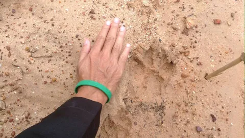 สกลนคร พบรอยเท้าเสือใหญ่ในวัด เตือนงดหาของป่าเกรงอันตราย