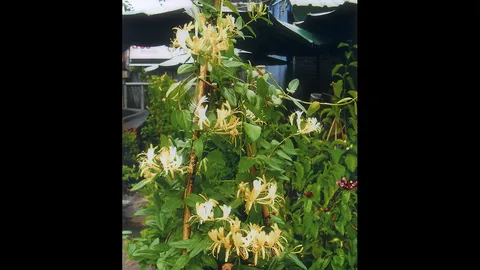 “สายน้ำผึ้ง” แก้โรค ผิวหนังเหงือกอักเสบ