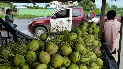 หากินง่าย โจรลักมะพร้าวน้ำหอม! แม่ค้าบ้านแพ้วร้อง โดนขโมยนับพันลูก