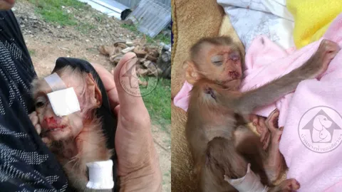 แห่ช่วย 'แจ็ค สแปร์โรว์’ ลูกลิงทารก สูญเสียแม่จากการถูกยิง ชาวเน็ตรุมสวดคนใจร้าย! 