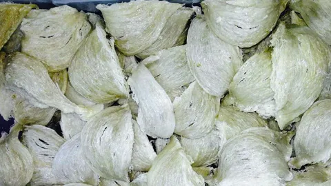 ขวางเก็บรังนกจ่อยื่น “บิ๊กตู่” จัดการ