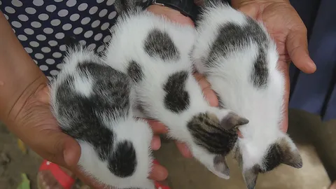 ฮือฮา แมวน้อยสามพี่น้องที่โพธาราม มีเลข 3 ตัวบนหลัง ชาวบ้านแห่ขอโชค   