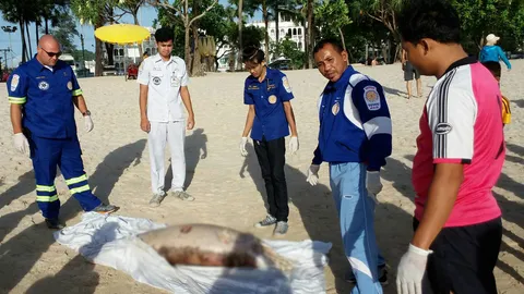 คลื่นซัดซากโลมากระโดด เกยหาดป่าตอง ไร้บาดแผล คาดป่วยตาย