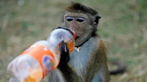 ยกลิงกังไทย รู้จักใช้เครื่องมือแต่เก่าก่อน