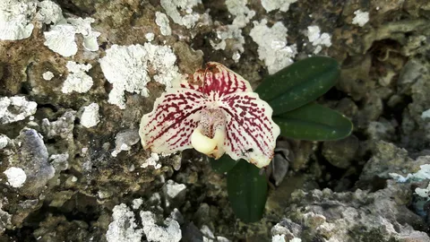 รองเท้านารี พันธุ์เหลืองตรัง ออกดอกปีละครั้ง ดูได้ที่เกาะห้อง กระบี่