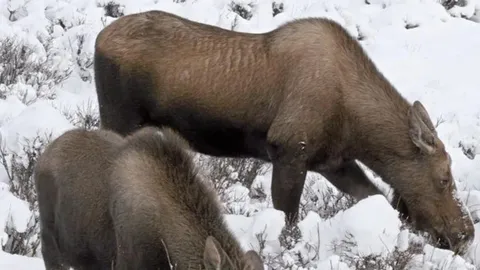 สารสนุก