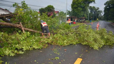 ฝนถล่มอำนาจเจริญ ต้นไม้ใหญ่โค่นขวางถนน จร.อัมพาต 2 ชม.