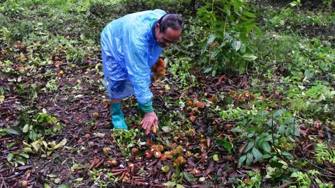 ค้างคาวแม่ไก่อาละวาดที่ตราด กินเงาะท้ายฤดู เสียหาย 2 ตัน 