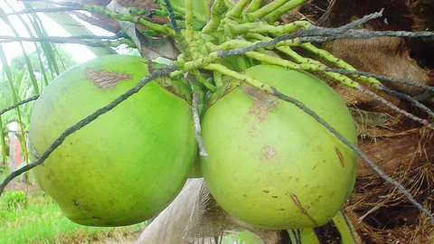 ต้ังน้ำมะพร้าว เครื่องดื่มนักกีฬา