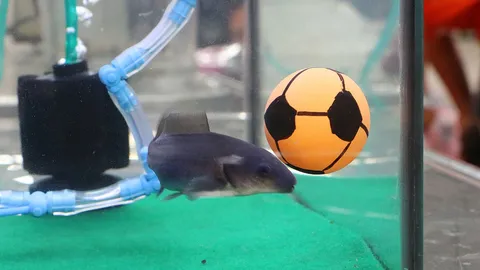 แห่ชื่นชม เจ้า 'โรนัลโด้' โลมาจิ๋วน้ำจืด ใช้หัวเดาะฟุตบอลในตู้ปลา (ชมคลิป)