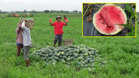 ฝนชุกต่อเนื่อง! ทำแตงโมขั้วเน่าเถายุบ ชาวสวนอ่างทองครวญ หวั่นขาดทุน