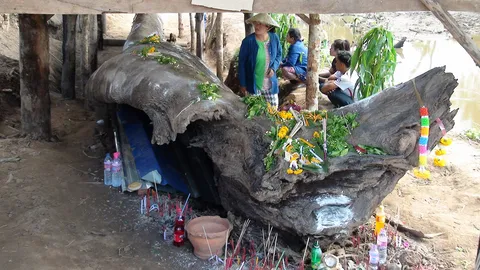 แม่ย่าเรือนทอง ตะเคียน 2 พันปี! เข้าฝันชาวสกลฯ ให้สร้างที่พักพิง