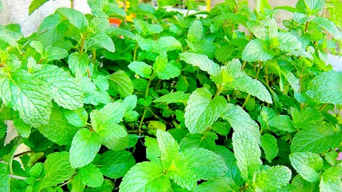 กลิ่นสะระแหน่ แจมแจ่มใสร่าเริง