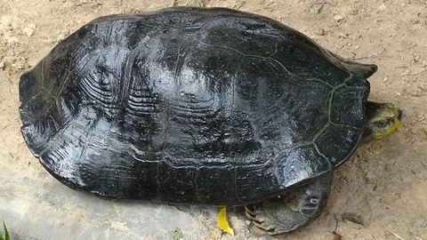 ขอโชคขอลาภ ขอเลขขอหวย! ฮือฮา เต่าดำ 101 กระดองมีรูปคล้ายพระสมเด็จฯ 