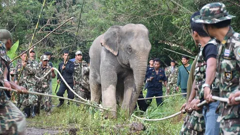 เคลื่อนย้าย 3 ช้างป่าเกเร จากจันทบุรี เข้าศูนย์ฯเขาตะกรุบ ปรับนิสัย