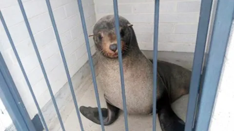 มาได้ยังไง ! แมวน้ำน่ารัก แอบมาหลับในห้องสุขาหญิง บนเกาะแทสมาเนีย 