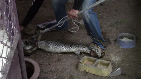 ไอ้หลามยาว 3 เมตรเข้าเขมือบไก่ถึงเล้าบ้าน เรียกกู้ภัยมาจับไปปล่อย