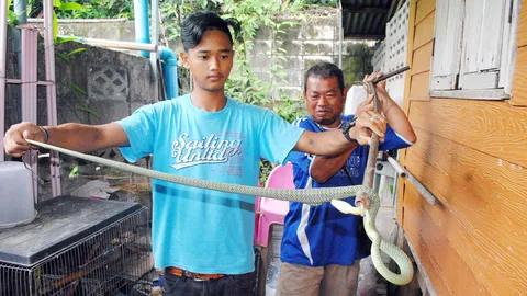 เขมือบนกหงส์หยก! งูเขียวเข้ากรงงาบลงท้องไป 2 ตัว กู้ภัยสวรรคโลก รุดจับ