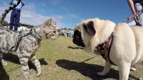 น่ารักได้อีก! คลิปเจ้าเหมียวกล้าหาญ เผชิญหน้าเจ้าตูบไม่มีถอย