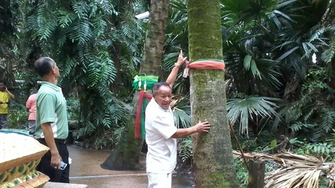 เร่งหาเหตุ 'ต้นชะโนด' อายุร้อยปี พื้นที่บ้านดุง ยืนต้นตาย-หักโค่น 