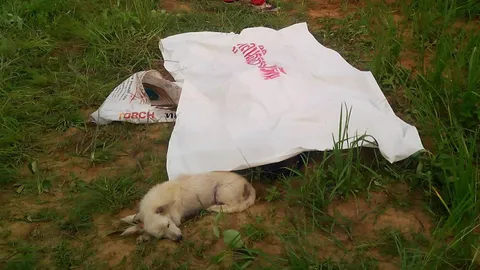 หมาเศร้า ตูบใจสลาย! เห่าส่งเสียงเรียกคนไปช่วยเจ้านาย แต่ช้าเกินไป