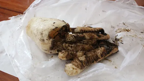 เห็ดปลาหมึกโชยกลิ่นเหม็น ข้างพระอุโบสถวัด เจ้าอาวาสนึกว่าซากศพหมาแมว