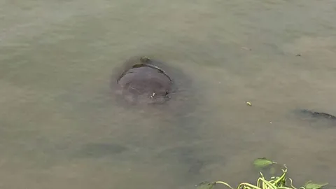 ฮือฮา! กระเบนราหูเกยตื้น ริมน้ำเจ้าพระยา ตัวใหญ่หนักร่วม 100 กก.